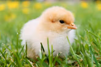 Bird Buddies: Fun Feathered Facts for Kids!