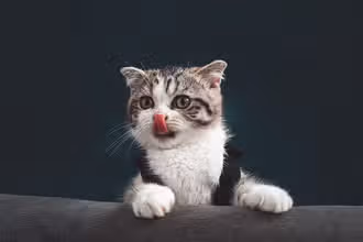 Purr-fect Cat Quiz for Kids: Fun Facts & Furry Friends