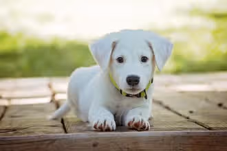 Puppy Pals Quiz: Fun Dog Facts for Kids
