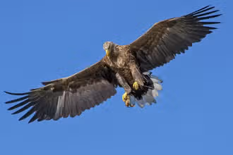 Feathered Friends: A Fun Bird Trivia Quiz