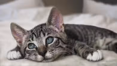 Purr-fect Knowledge: A Fun Cat Trivia Quiz