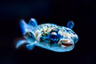 Fin-tastic Fish Quiz: Dive Into Ocean Facts!