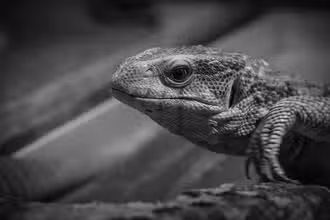 Rampaging Reptiles: A Fun Quiz for Young Explorers