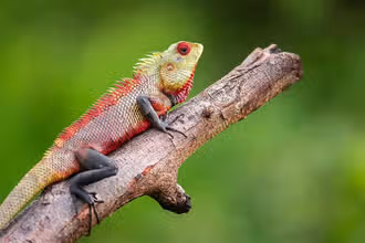 Rumble with Reptiles: A Fun Quiz for Curious Kids