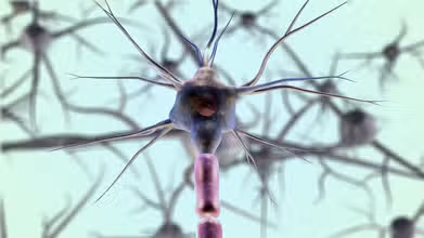 Neural Quest: Test Your Brainpower on the Nervous System