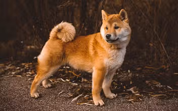 Canine Conundrums: Advanced Dog Trivia for Teen Experts