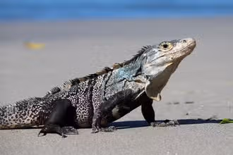 Reptile Rumble: Test Your Scales, Teeth & Tails Knowledge!