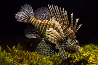 Fin-tastic Facts: Ultimate Fish Trivia for Young Experts
