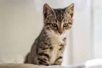 Feline Facts Frenzy: Advanced Cat Trivia for Curious Teens