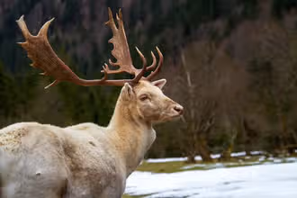 Tierisch schlau: Quiz für kluge Köpfe