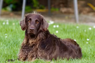 Hunde-Quiz: Pfoten, Porträts & spannende Fakten