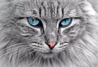 Katzen-Quiz: Schnurrige Fakten & Mäuse-Mysterien