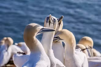Vogelspaß für Kids: Entdecke die flauschigen Freunde!
