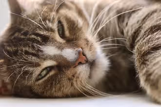 Katzen-Kniffe: Dein kniffliges Felidetektiv-Quiz