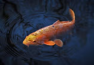 Fisch-Fakten: Rätsel der Unterwasserwelt