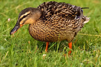 Vogel-Detektive: Scharfsinnige Rätsel für junge Ornithologen