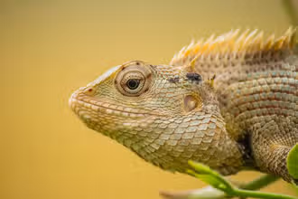 Reptilien-Rätselspaß für Kids