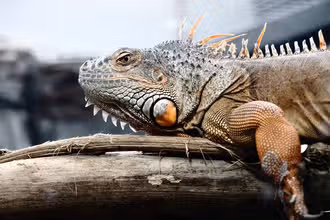 Reptilienrätsel: Teste deinen Schlangensinn!