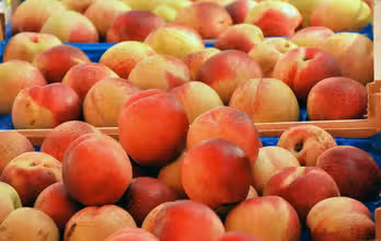 Superfood-Detektive: Ernährungsspaß für Kids!