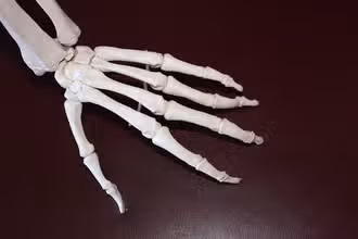 Bone Brains: Advanced Skeletal System Challenge