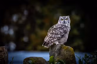 Wild Minds: Animal Brainiacs Quiz