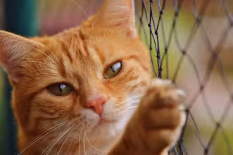 Curious Cats Quiz: Purrfect Facts & Fun