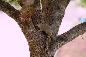 Fauna en acción: ¿Qué tanto sabes sobre animales?