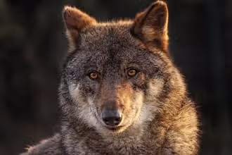 ¡Safari de Curiosidades Animalistas!