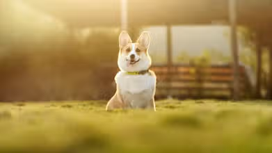 ¡Aventuras con Perritos!