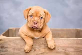 ¡Reto Canino: Descubre el Mundo de los Perros!