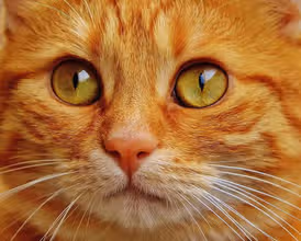 ¿Cuánto sabes de los gatos? ¡Diviértete y aprende!