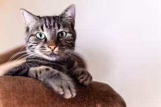 ¿Cuánto sabes de gatos? Retos felinos para mentes curiosas