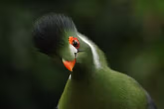 Aventuras aladas: ¡Descubre el mundo de las aves!