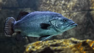 Aventuras bajo el agua: ¿Qué tanto sabes de peces?