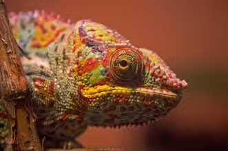 ¡Reptiles Asombrosos: Preguntas y Curiosidades!