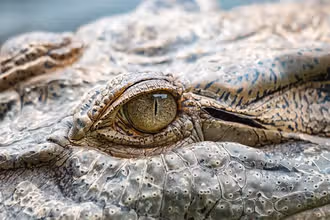 Reptiles Revelación: ¿Eres capaz de descifrar sus secretos?