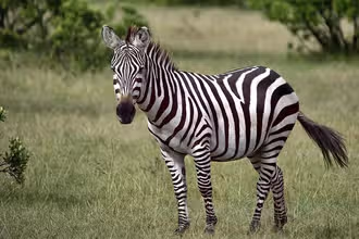 Bestiaire Cérébral : défie ton savoir animal!