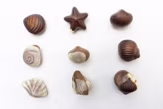 Aventure chocolatée : découvre les secrets du cacao