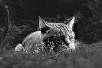 Aventures du Sommeil : Quiz pour Petits Rêveurs