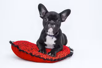 Quiz Canin : Suis-tu un vrai ami des chiens ?