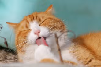 Mystères et miaulements : Quiz sur les chats
