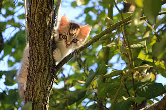 Chats : Quiz malin pour mordus de félins