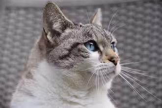 Super Quiz des Chats Miaou!