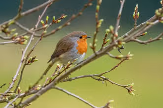 Super Quiz des Oiseaux !