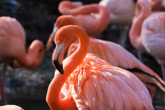 Ailes & Mystères : Quiz Oiseaux pour Curieux