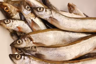 Plongeons dans le monde des poissons !