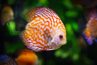Plongée cérébrale : mystères des poissons