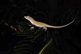 Aventures de reptiles pour petits explorateurs
