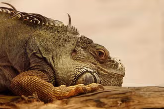 Défis Reptiles : Teste tes connaissances croc et écailles