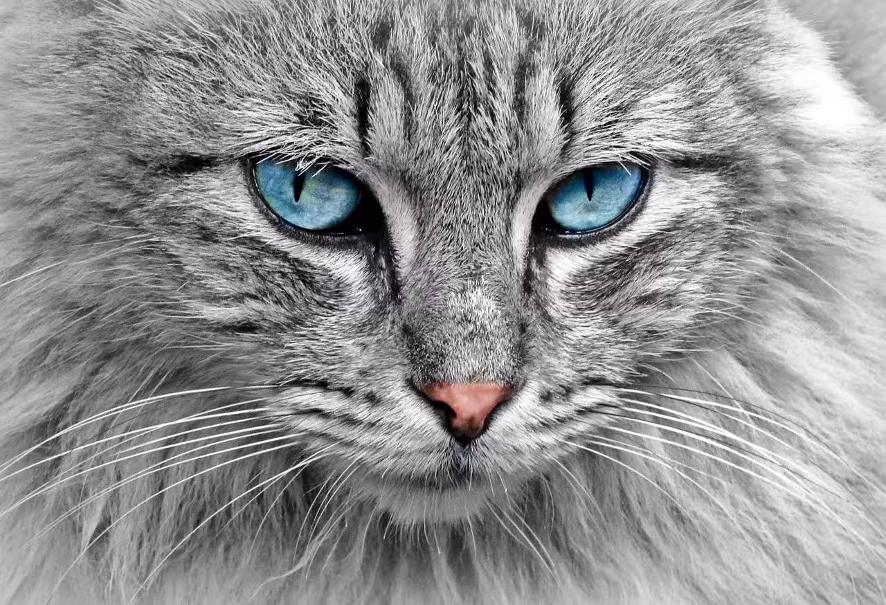 Katzen-Quiz: Schnurrige Fakten & Mäuse-Mysterien